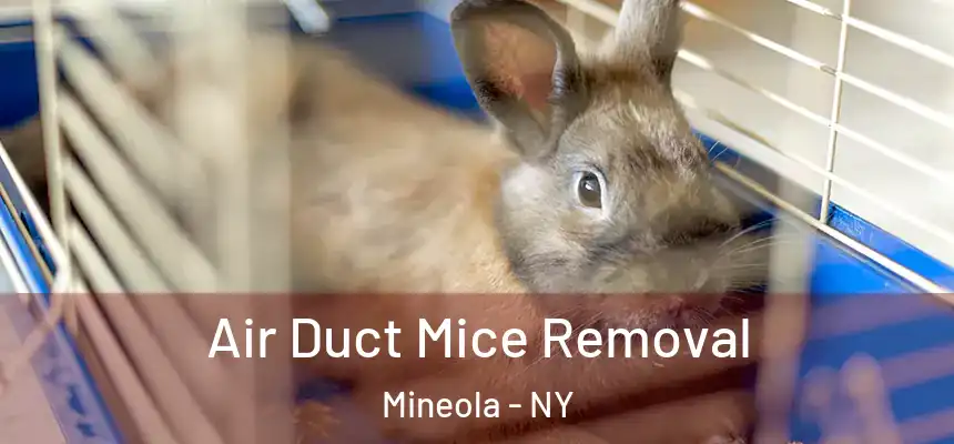  Air Duct Mice Removal Mineola - NY